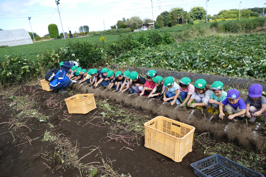 さつまいも掘りの様子