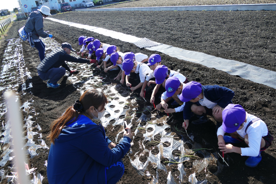 たまねぎ植えの様子